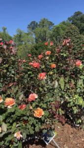 Thomasville Rose Garden