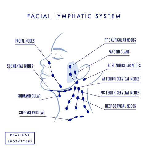 facial lymphatic system